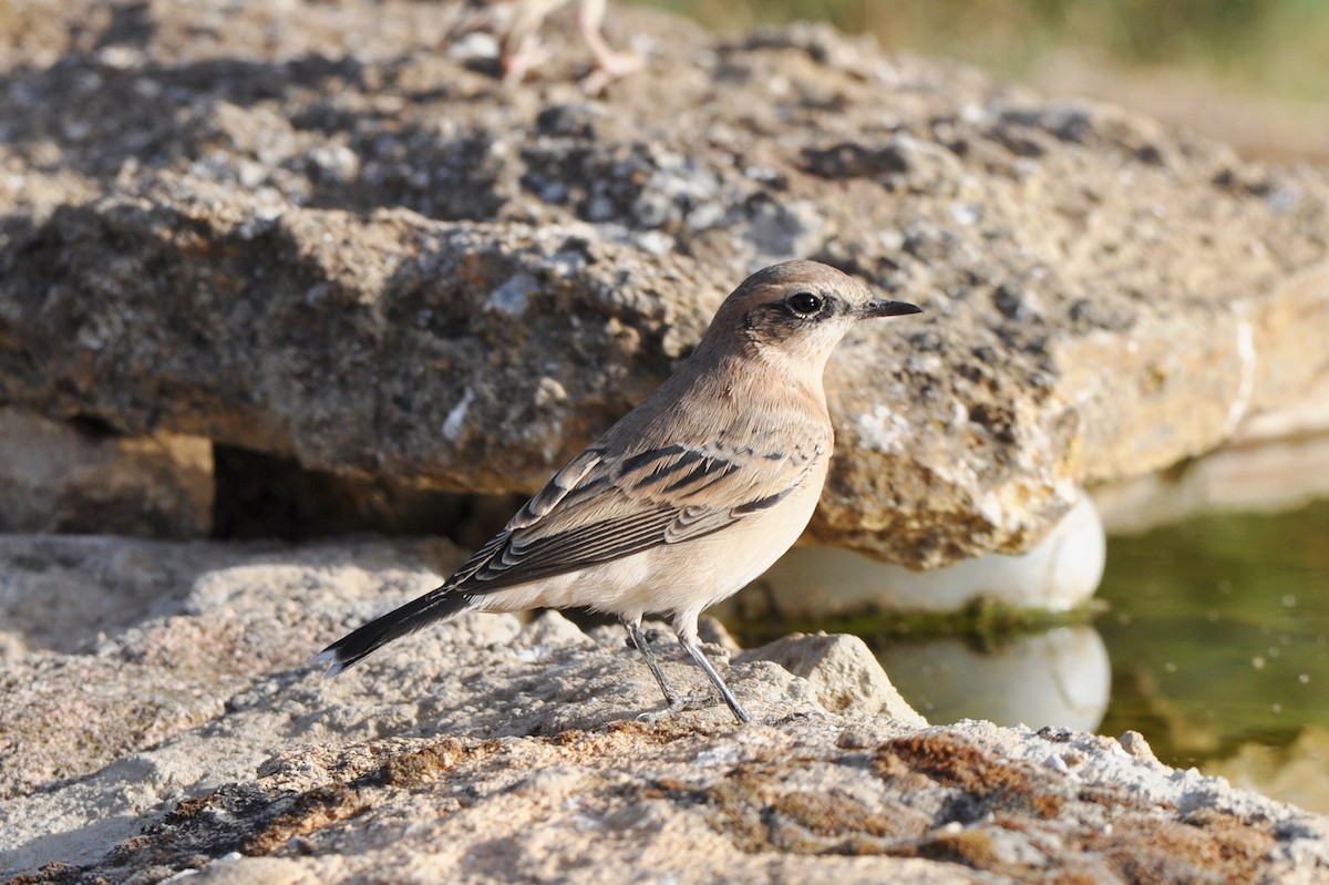 bělořit okrový - ML204242131