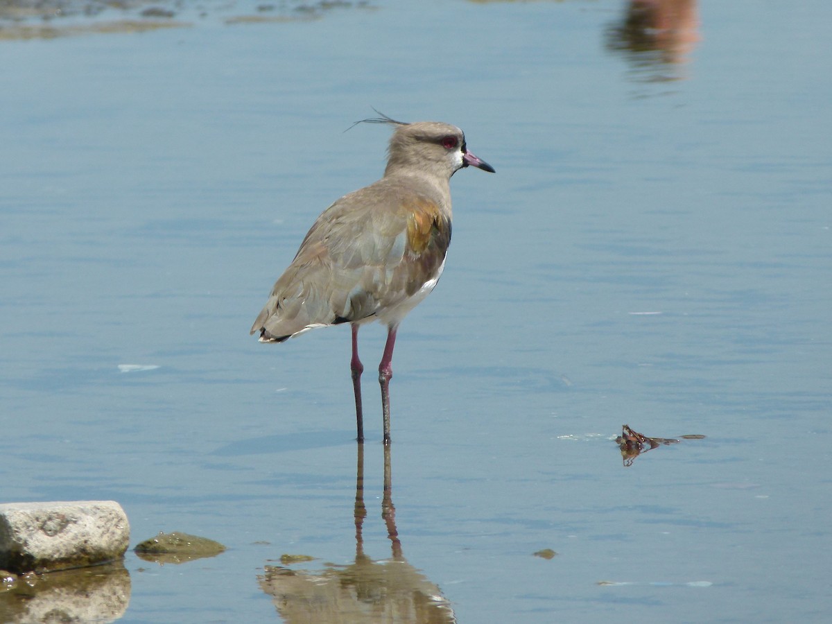 Southern Lapwing - ML204242411