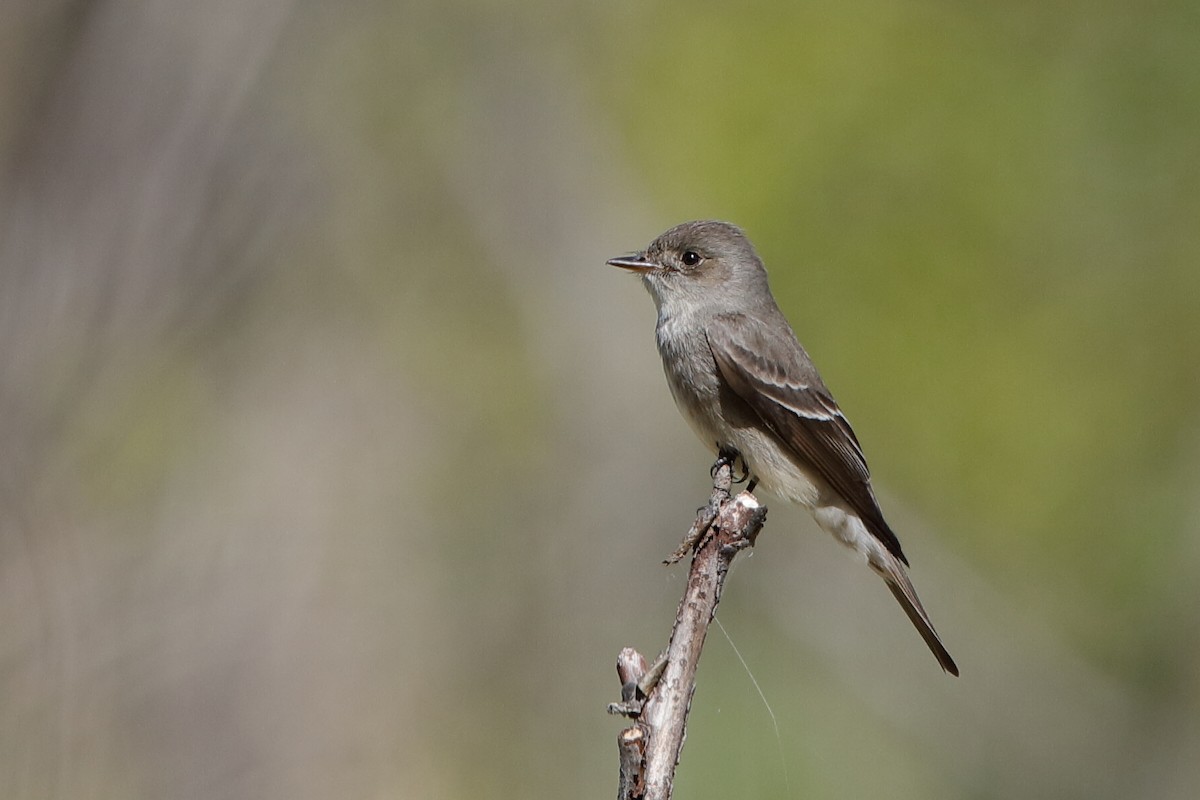 Western Wood-Pewee - ML204242611