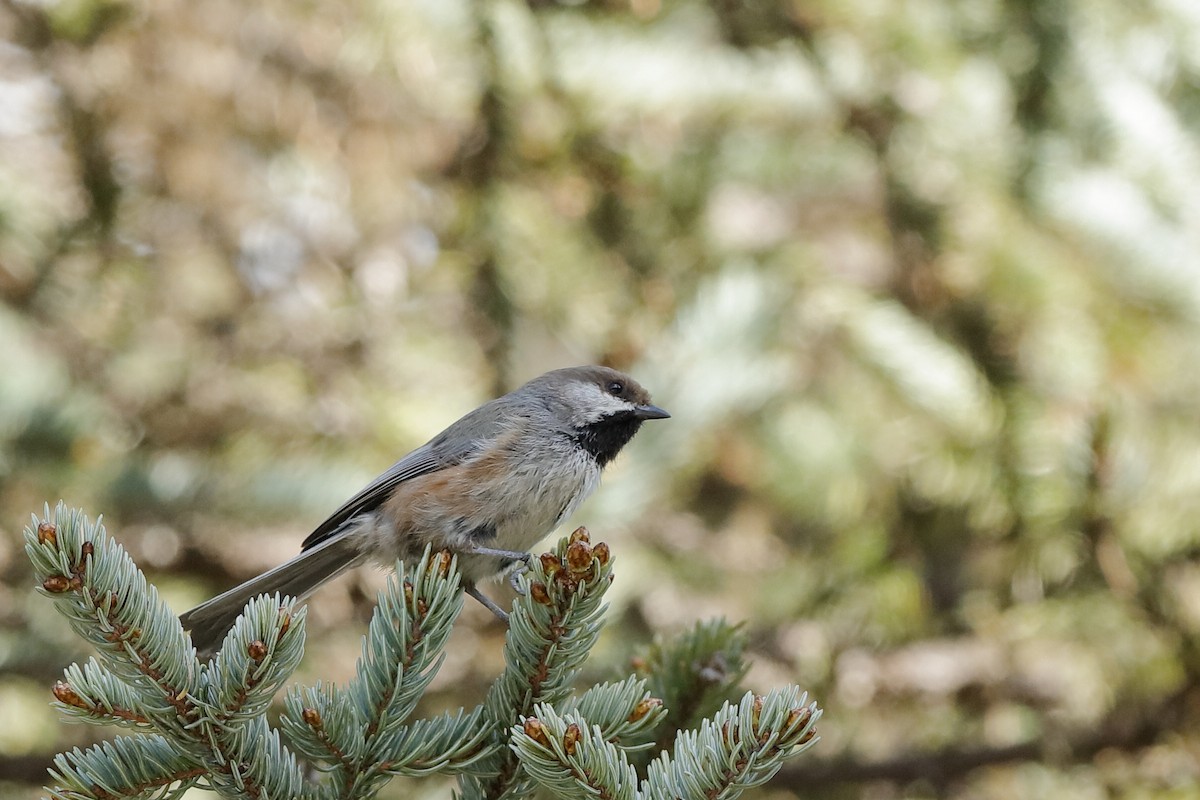 Boreal Chickadee - Holger Teichmann