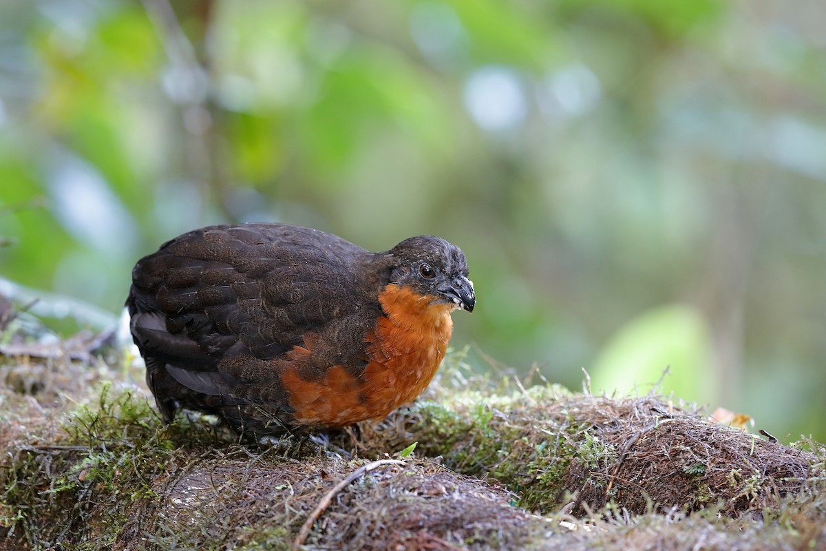 Dark-backed Wood-Quail - ML204243191