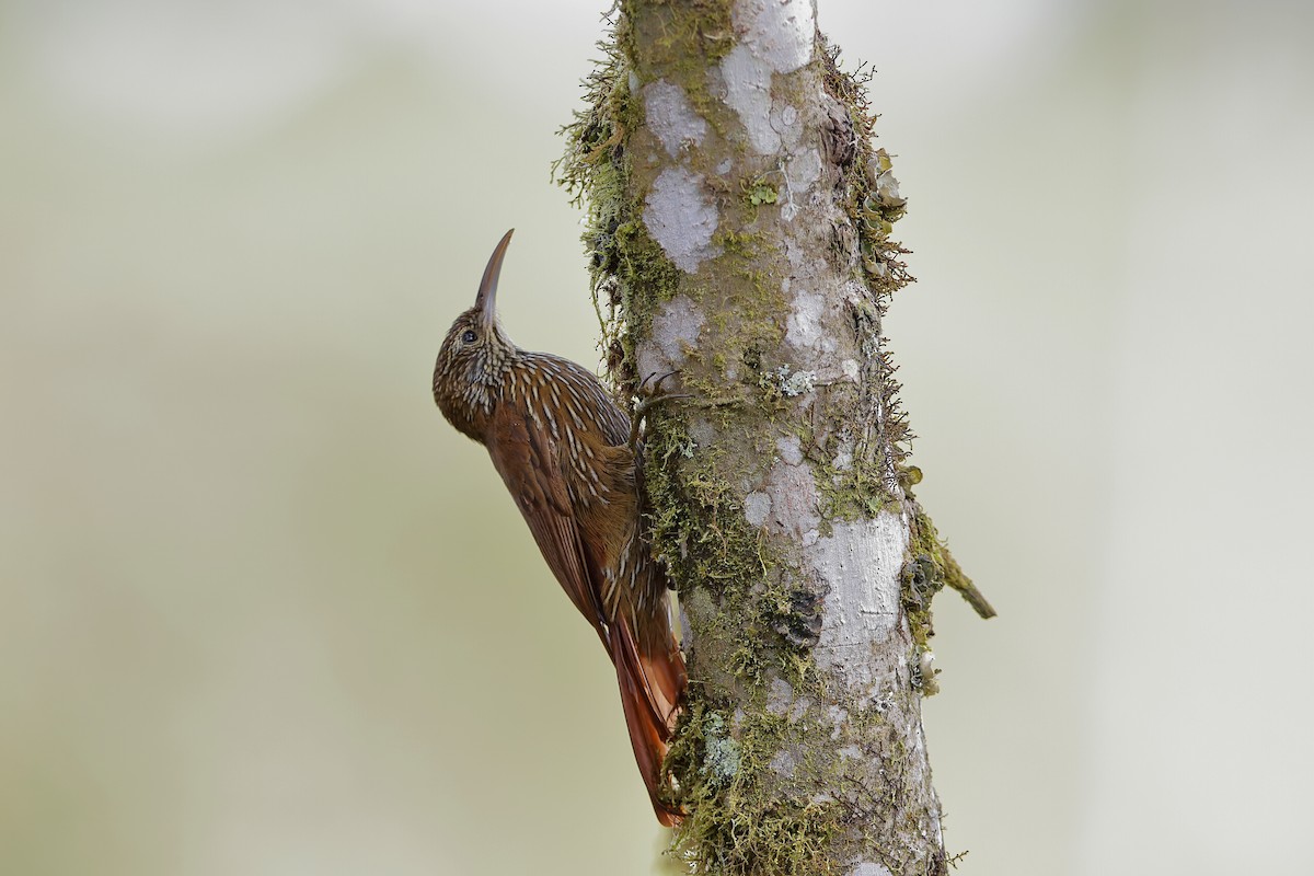 Montane Woodcreeper - ML204243271