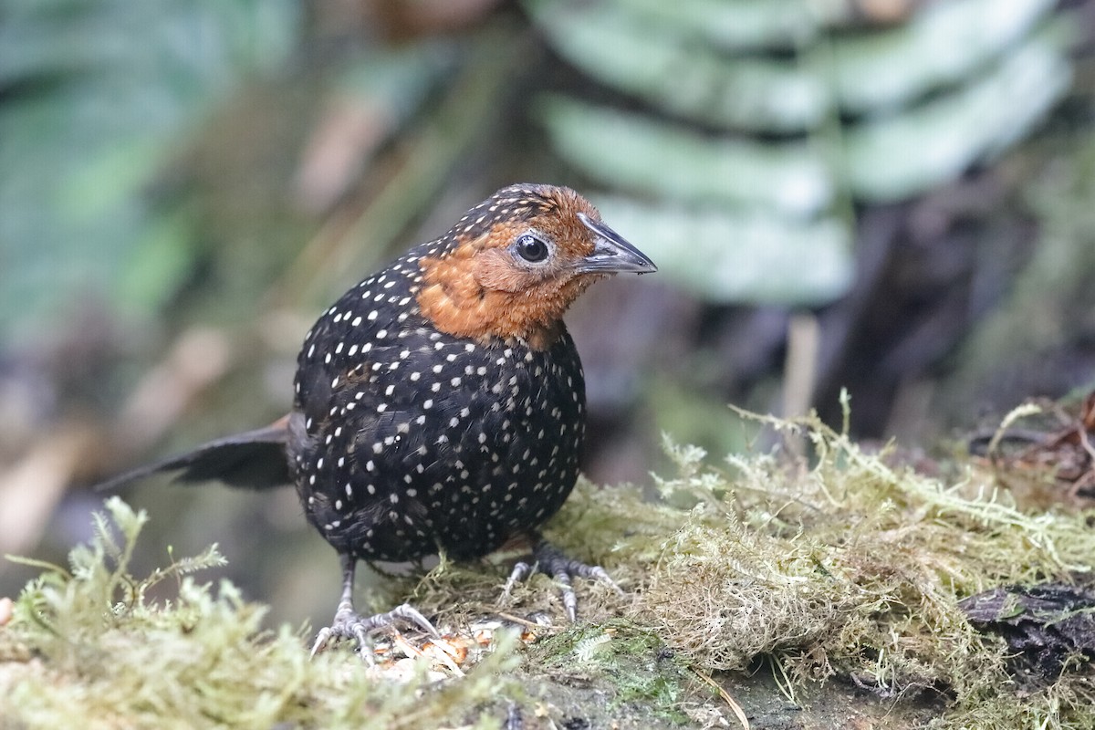 Perlmanteltapaculo - ML204243401