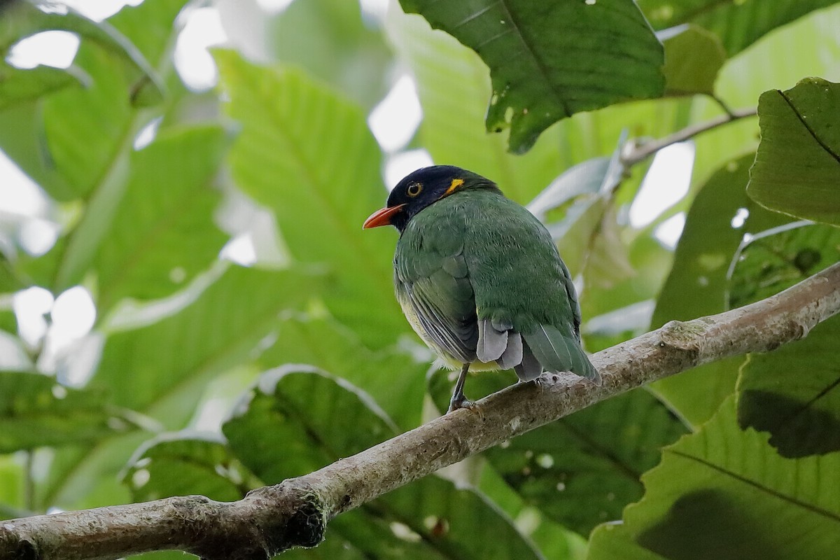 Orange-breasted Fruiteater - ML204243551