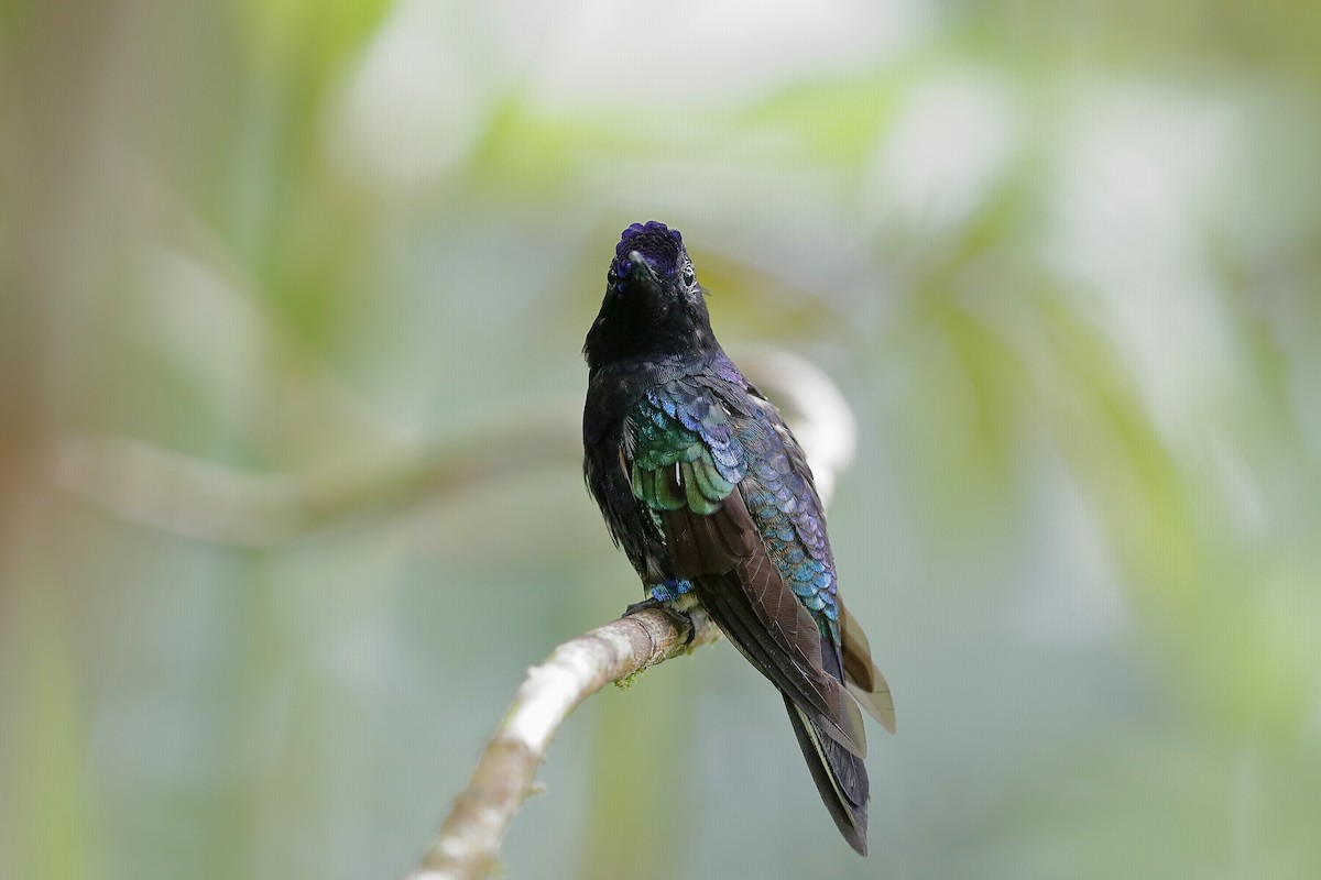 kolibřík hyacintový - ML204243591