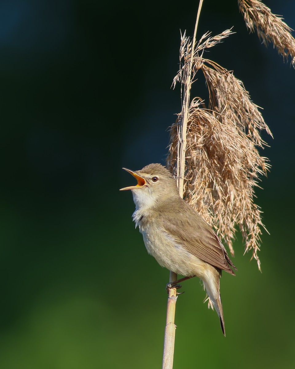 Blyth's Reed Warbler - ML204243651