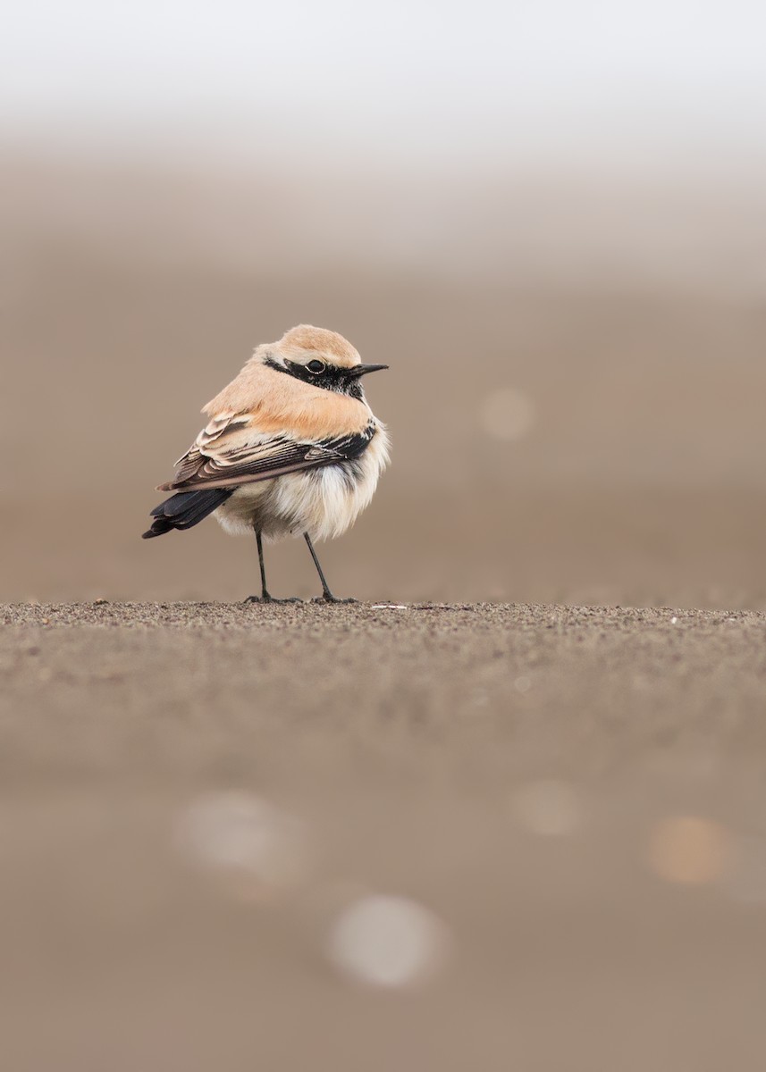 Desert Wheatear - ML204243661