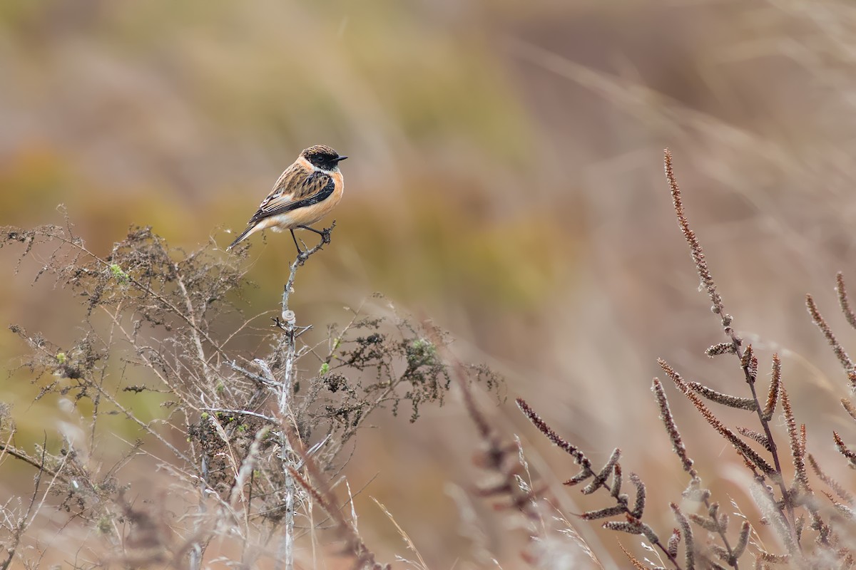 Siberian Stonechat - ML204243671