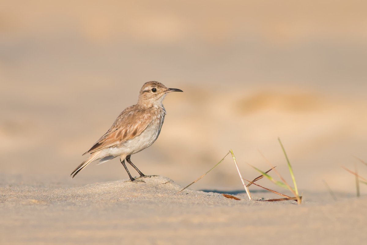 Common Miner - Ivan Sjögren