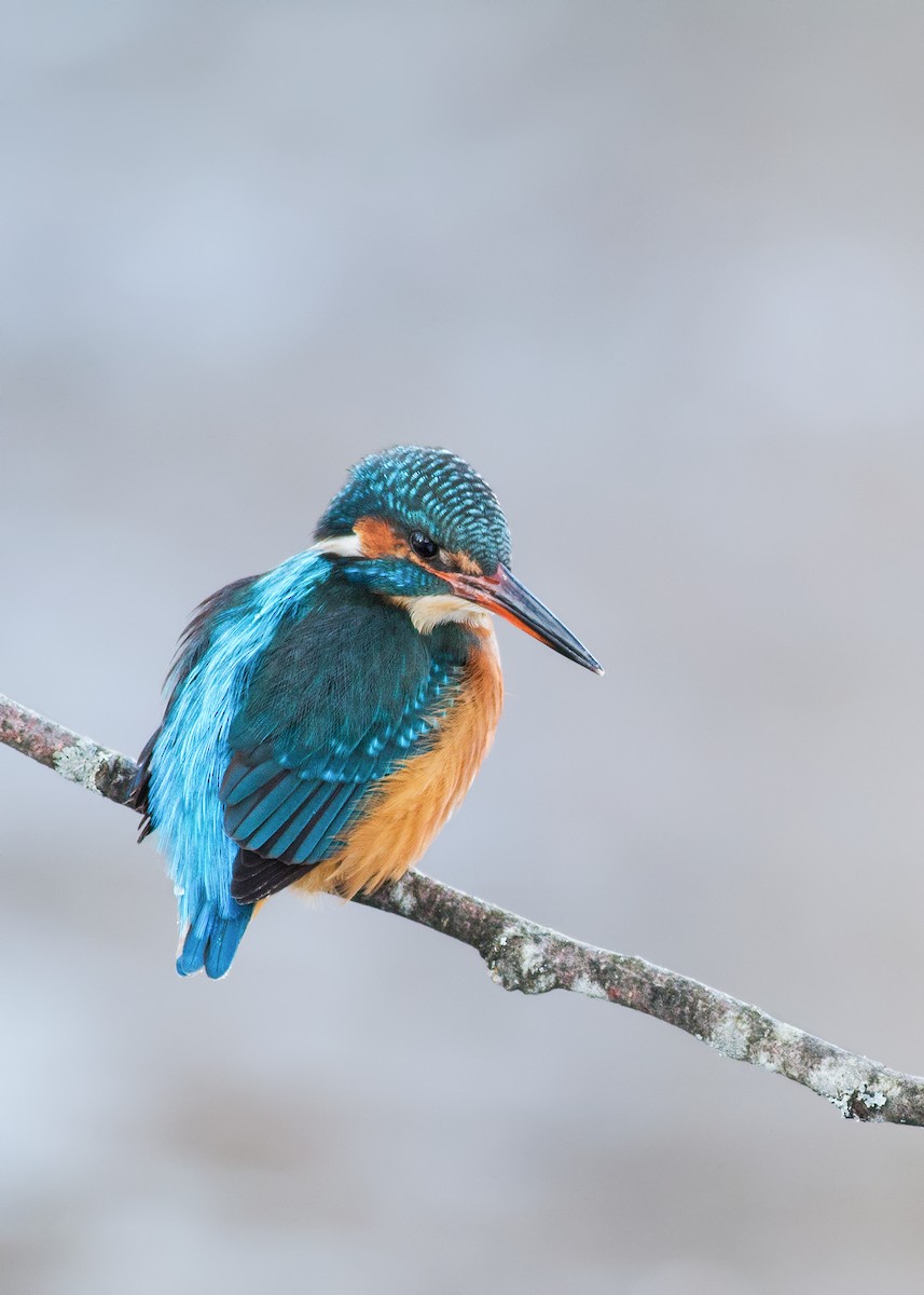 Common Kingfisher - ML204243751