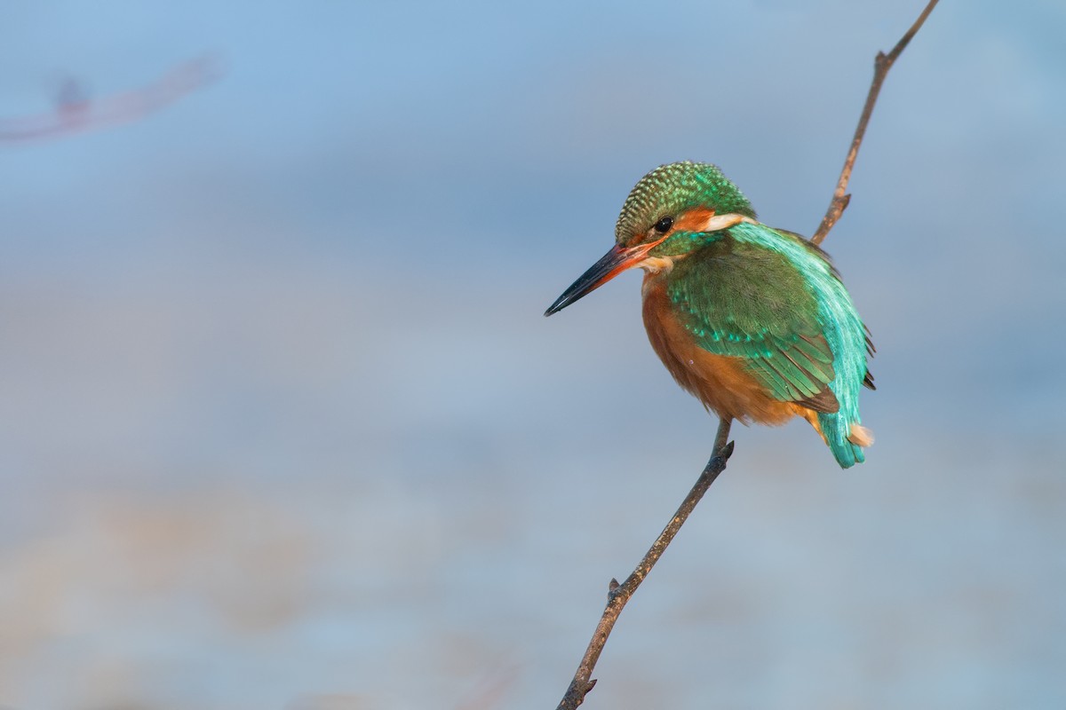 Martin-pêcheur d'Europe - ML204243761