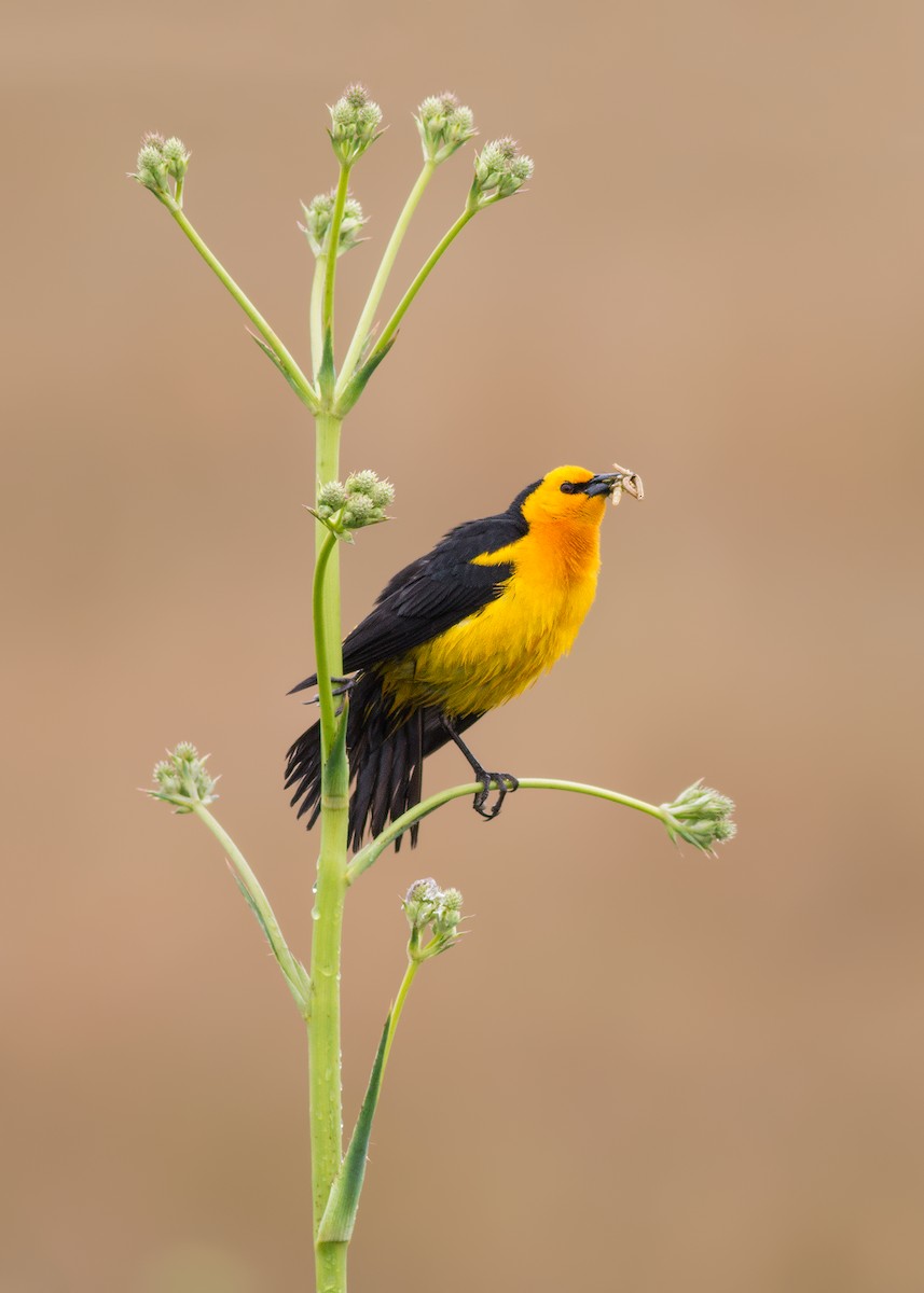 Saffron-cowled Blackbird - ML204243821