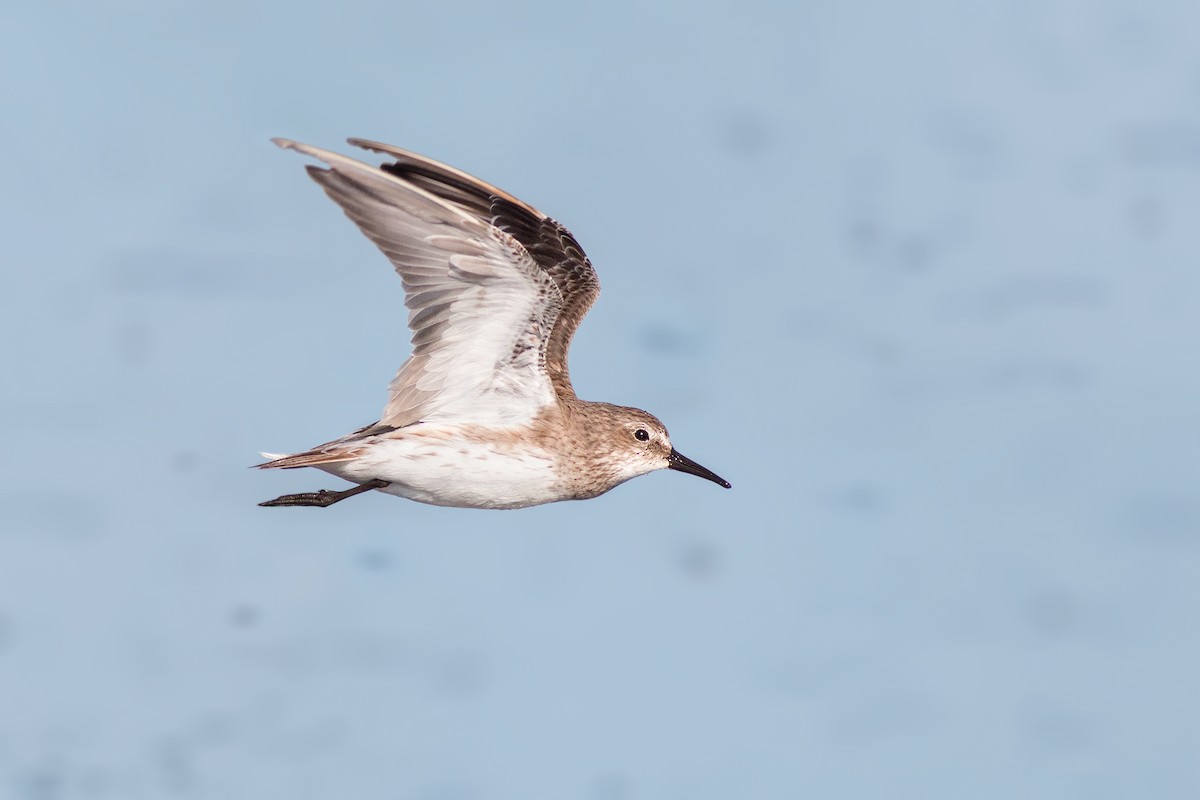 White-rumped Sandpiper - ML204243851