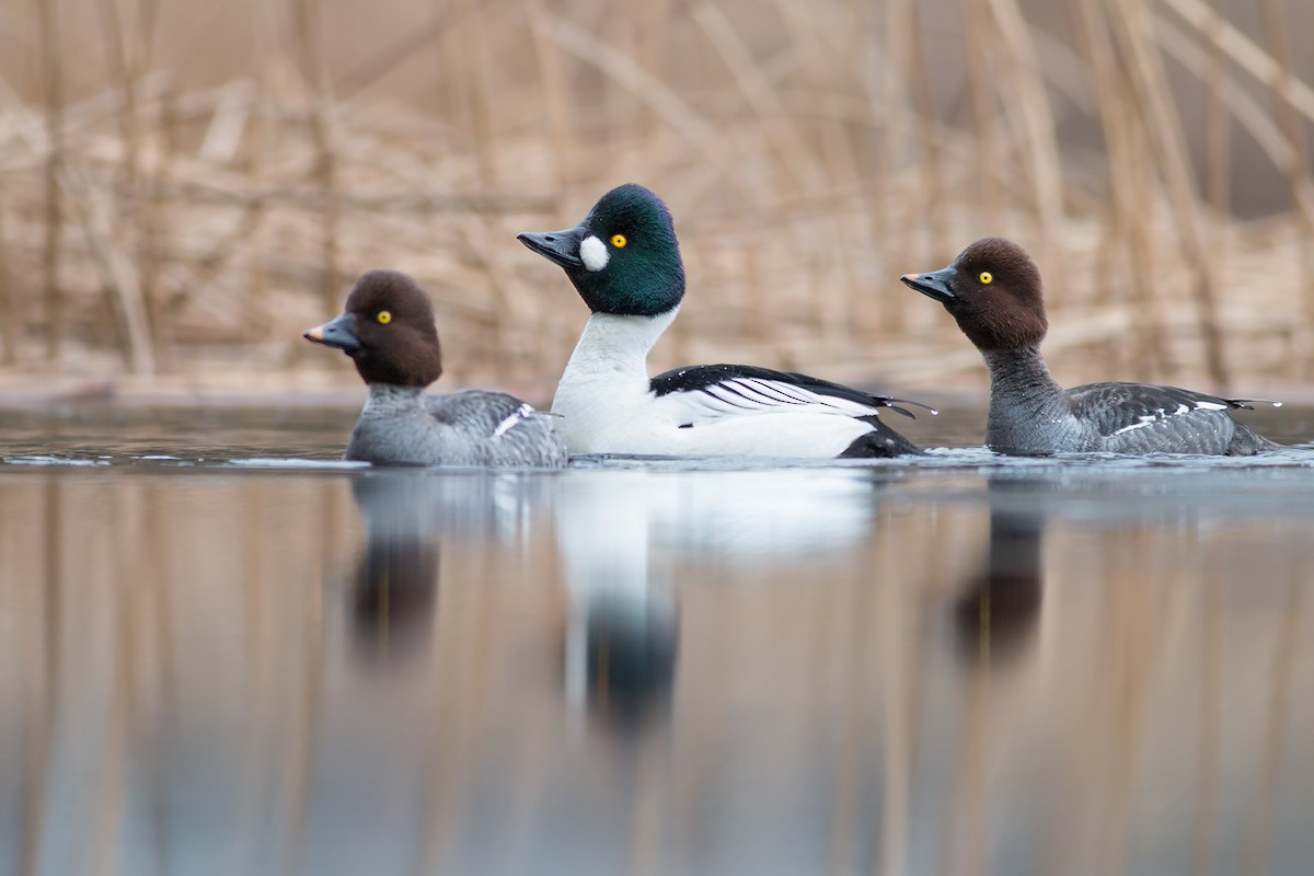 Common Goldeneye - ML204243891