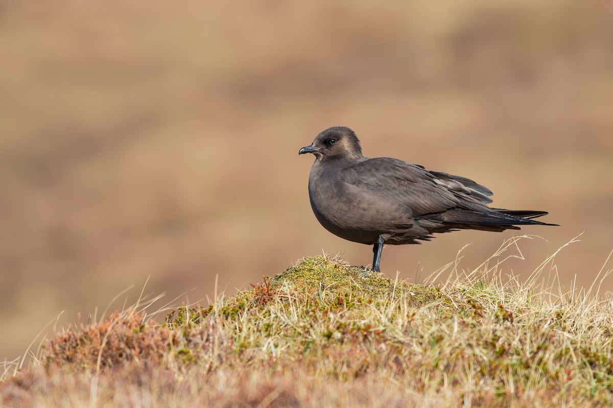 Parasitic Jaeger - Ivan Sjögren