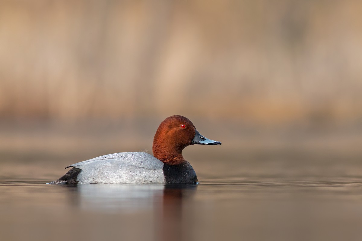 Common Pochard - ML204243991