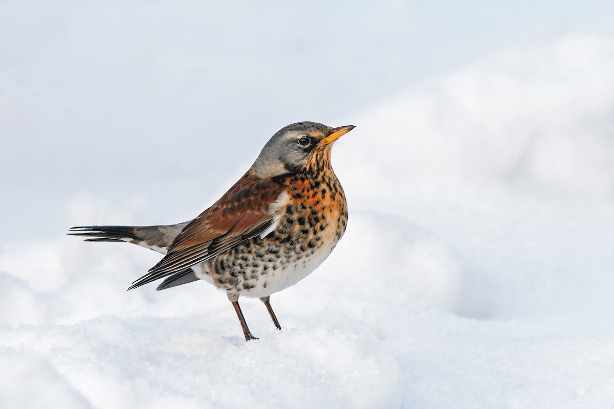 Fieldfare - Ivan Sjögren