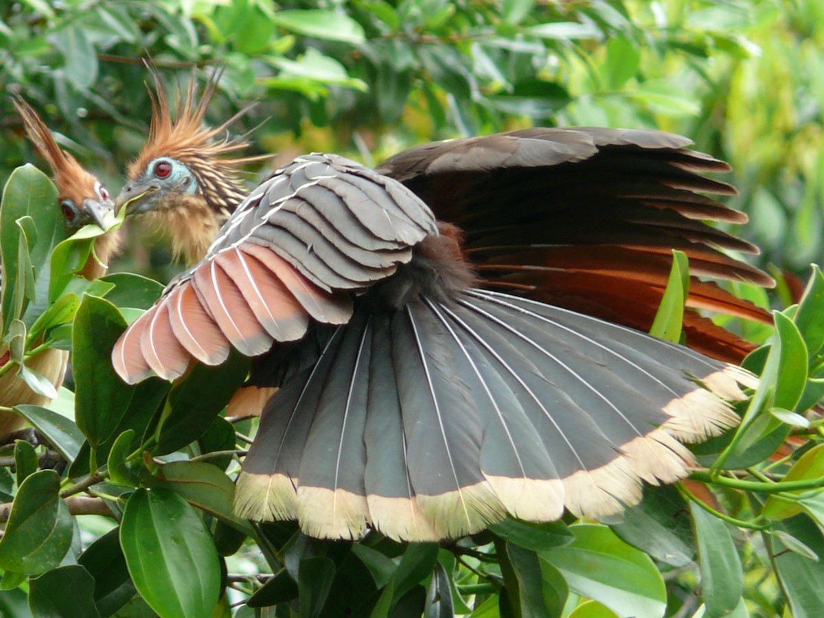 Hoatzin - ML204244141