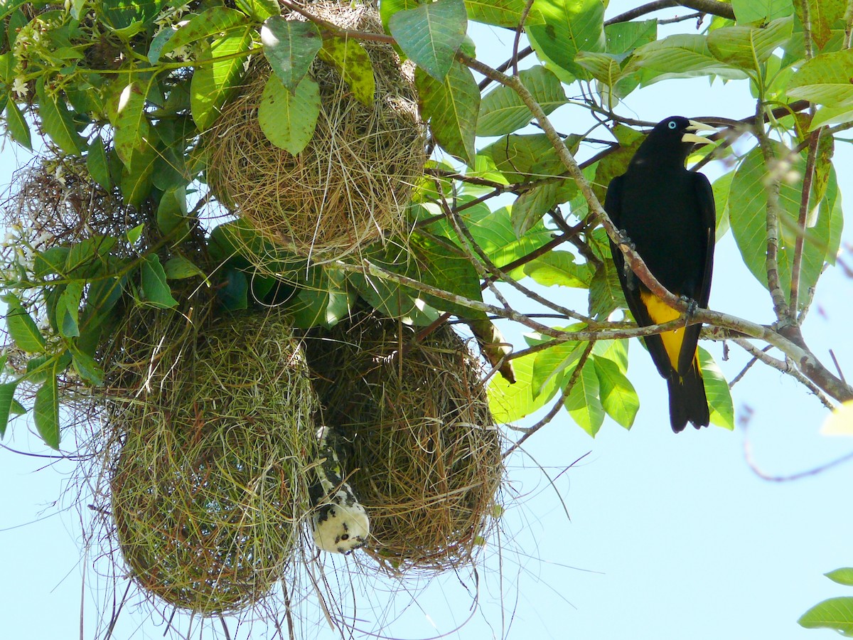 Yellow-rumped Cacique (Amazonian) - ML204244221