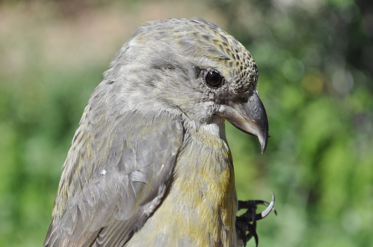 Red Crossbill - ML204244231