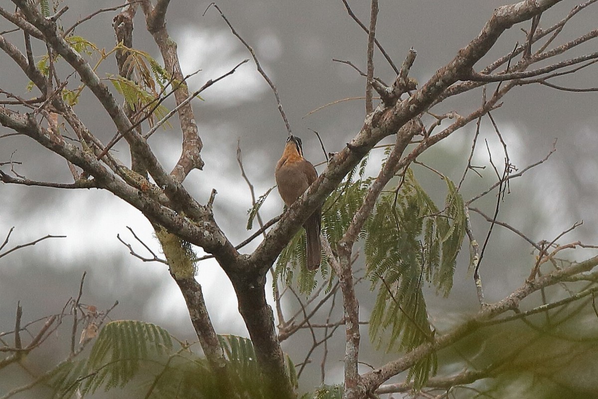 Dwarf Koel - ML204244811