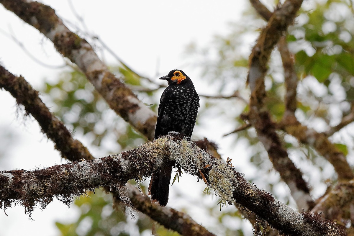 Spangled Honeyeater - Holger Teichmann