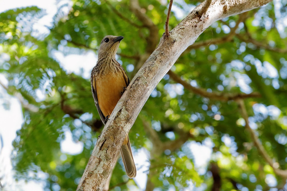 Fawn-breasted Bowerbird - ML204245001