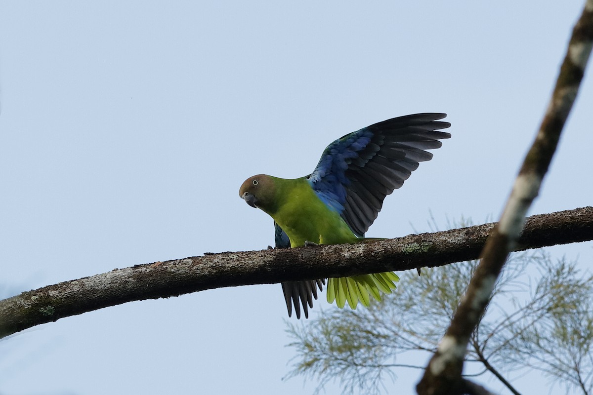 Red-cheeked Parrot - ML204245061