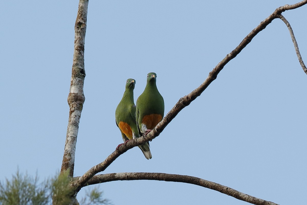 Orange-bellied Fruit-Dove - Holger Teichmann