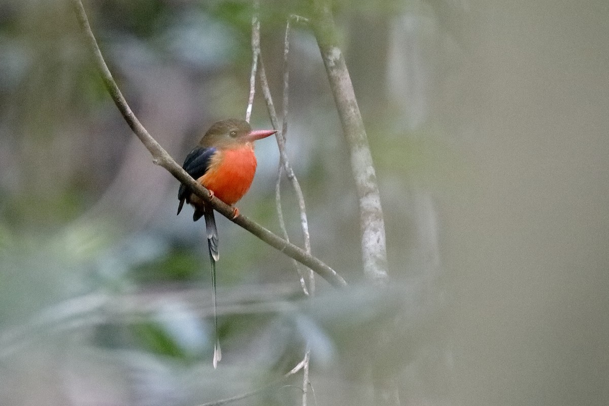 Brown-headed Paradise-Kingfisher - Holger Teichmann