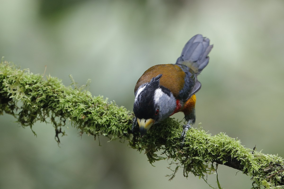 Toucan Barbet - ML204245501