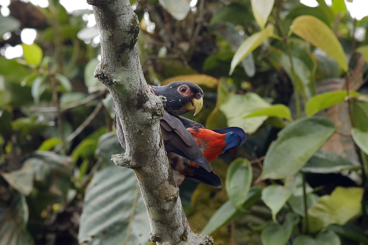 Bronze-winged Parrot - ML204245651