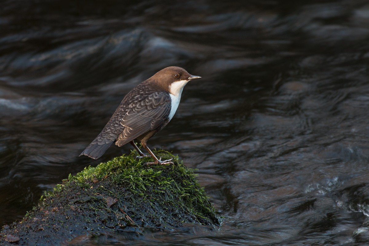 White-throated Dipper - ML204245761