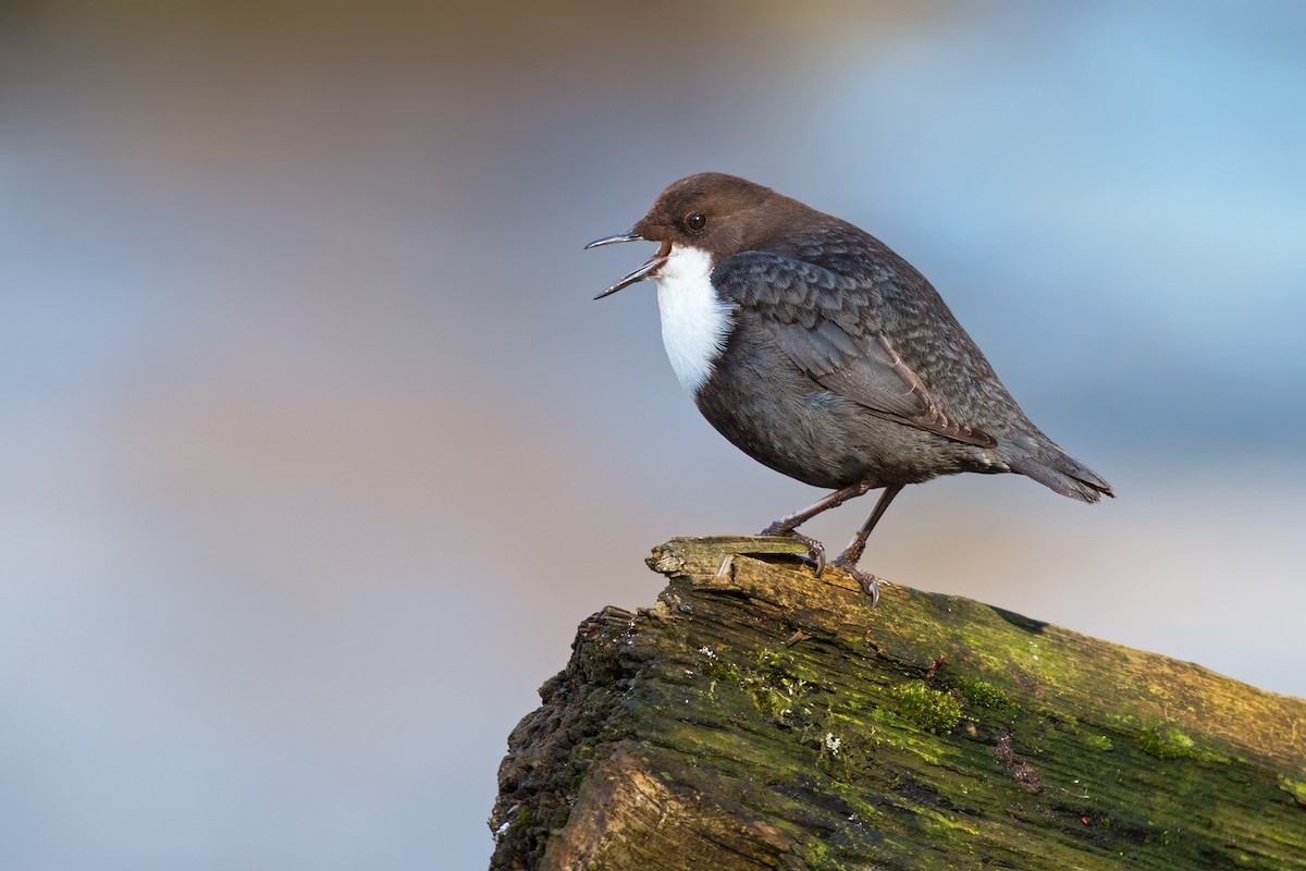 White-throated Dipper - ML204245771