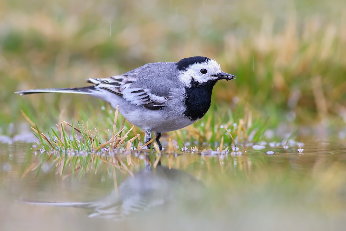 White Wagtail (White-faced) - ML204245791