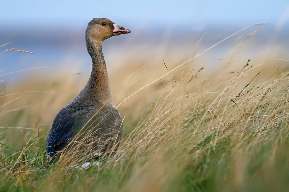 Greater White-fronted Goose (Eurasian) - Ivan Sjögren