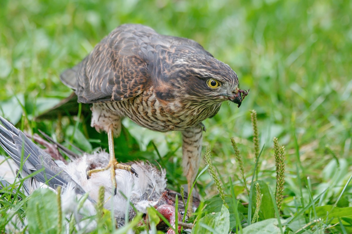 Eurasian Sparrowhawk - ML204245991