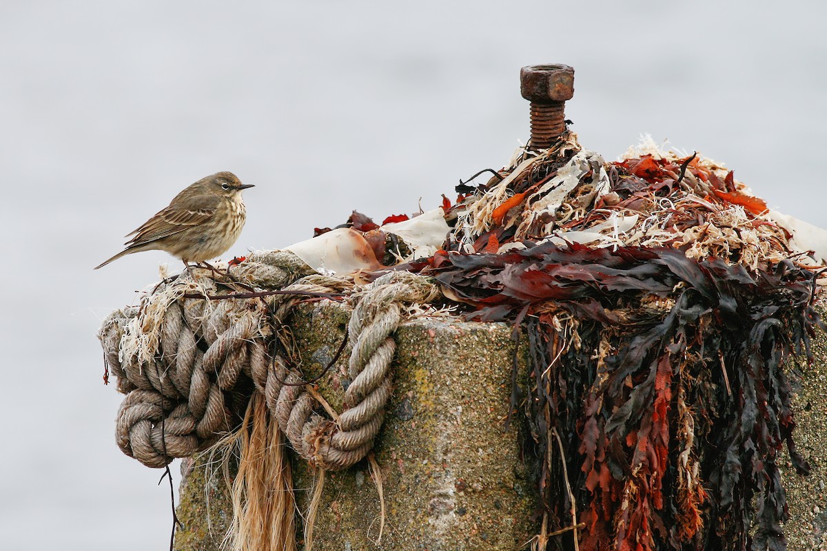 Rock Pipit (Eastern) - Ivan Sjögren