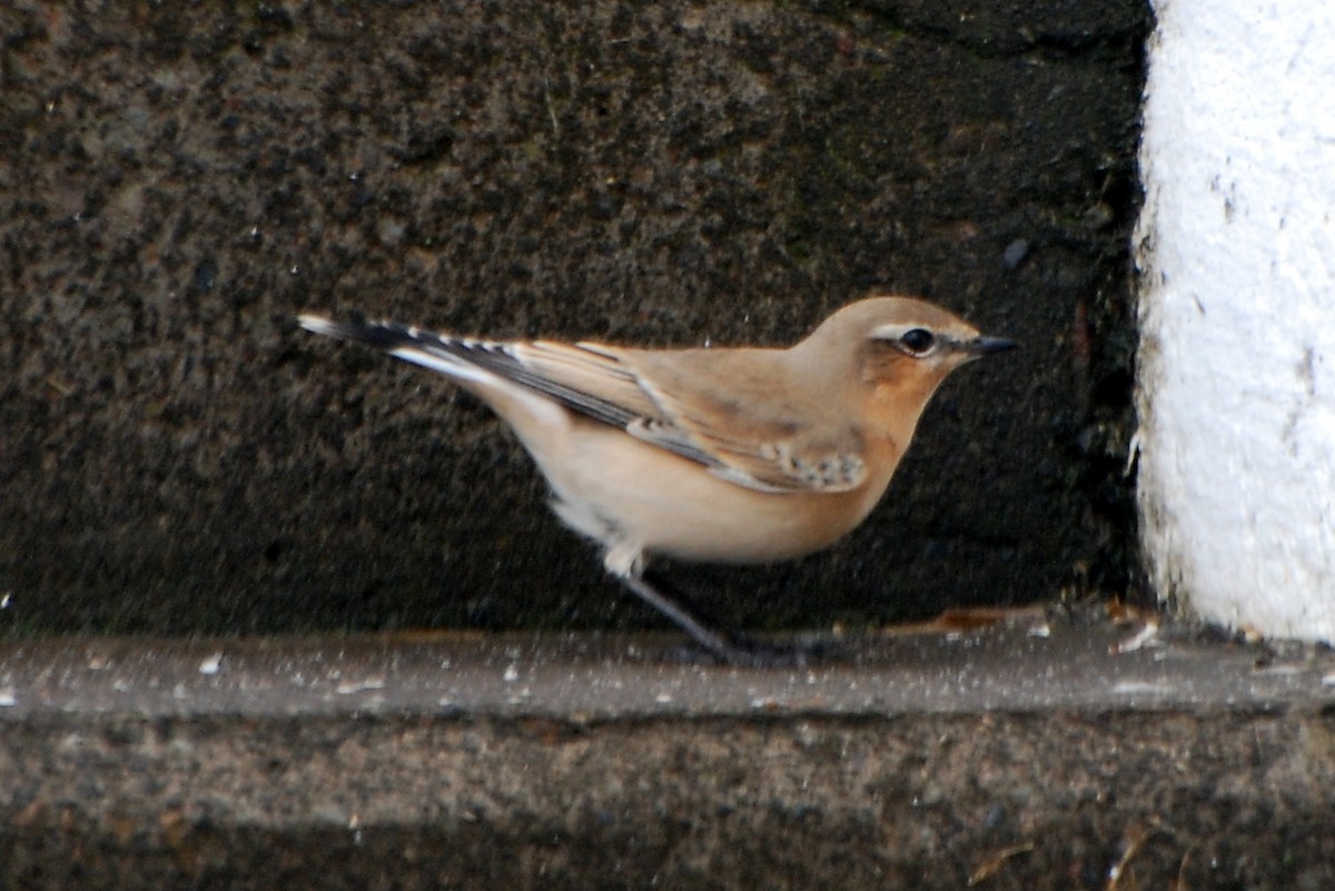 Northern Wheatear (Greenland) - ML20424621