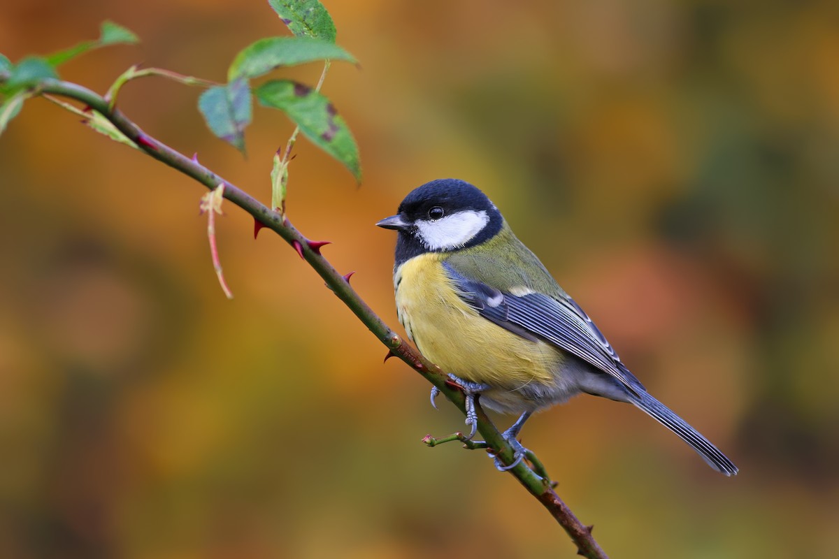 Great Tit (Great) - ML204246231