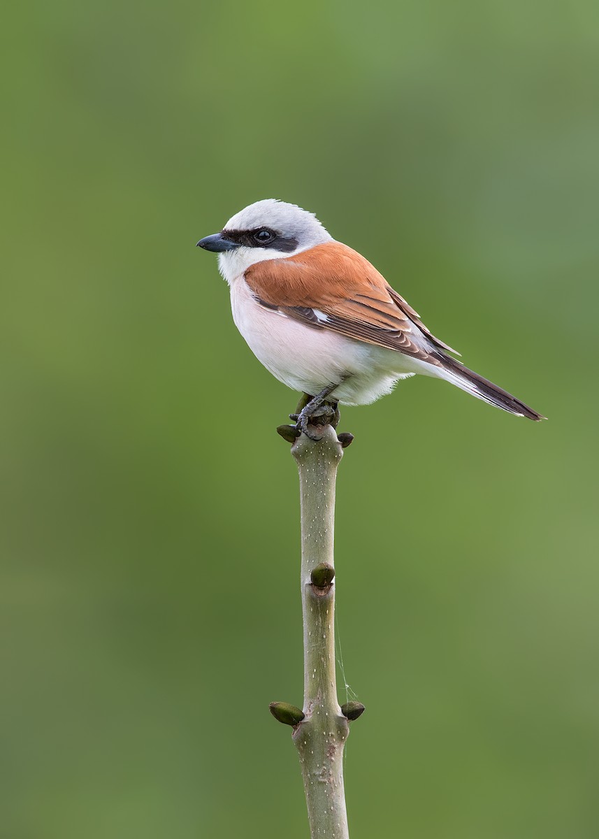 Red-backed Shrike - Ivan Sjögren