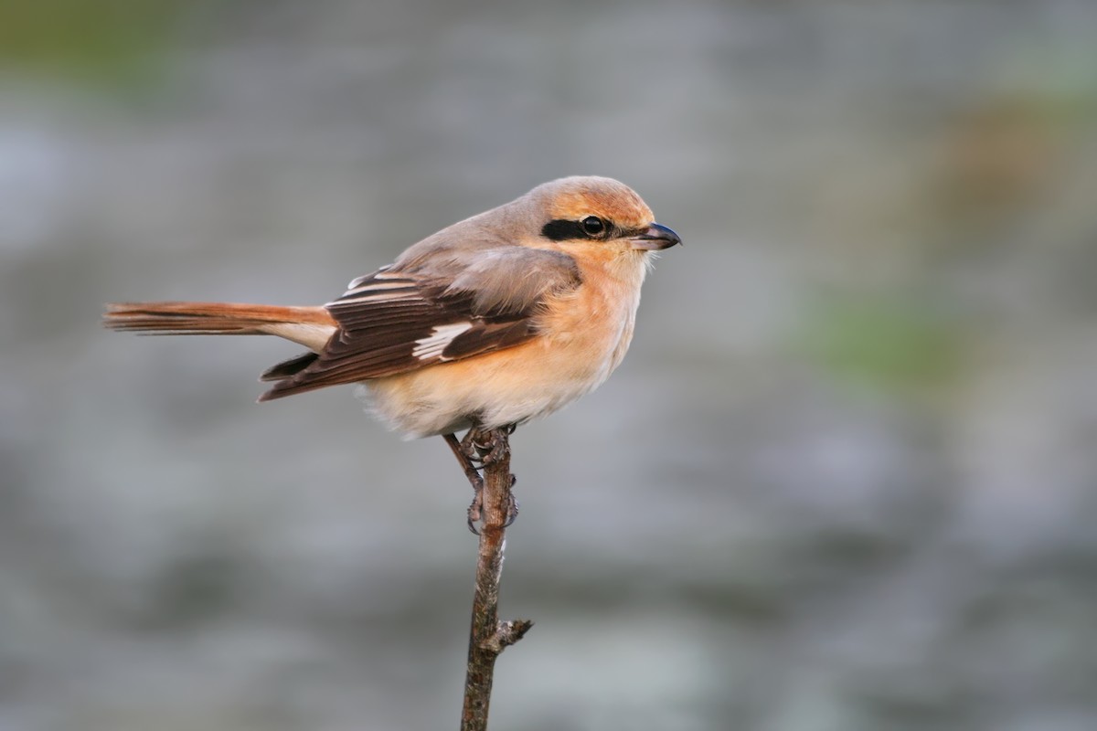 Isabelline Shrike (Daurian) - ML204246271