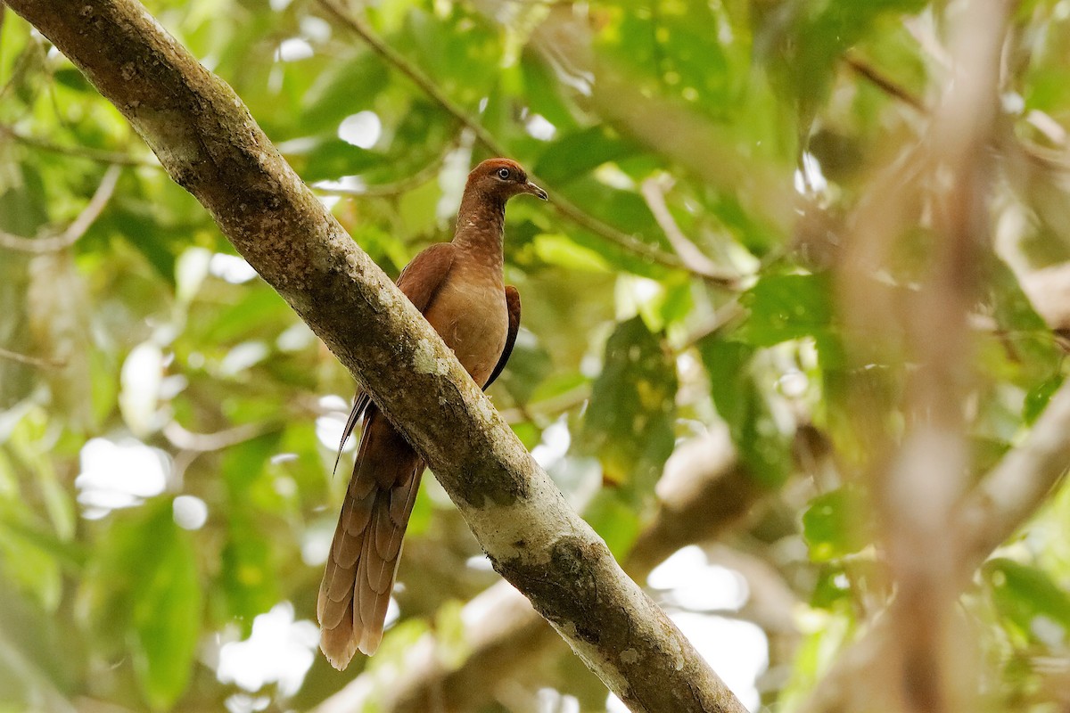 Amboyna Cuckoo-Dove - Holger Teichmann