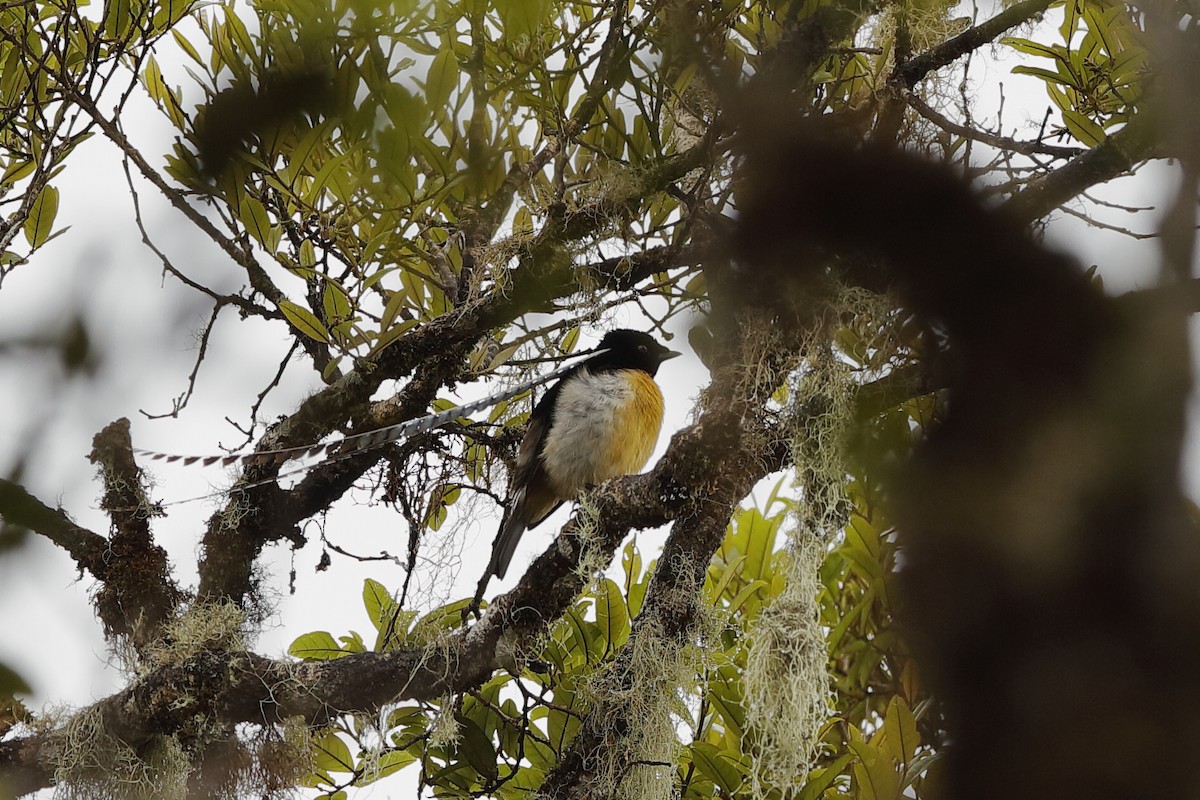 King-of-Saxony Bird-of-Paradise - Holger Teichmann