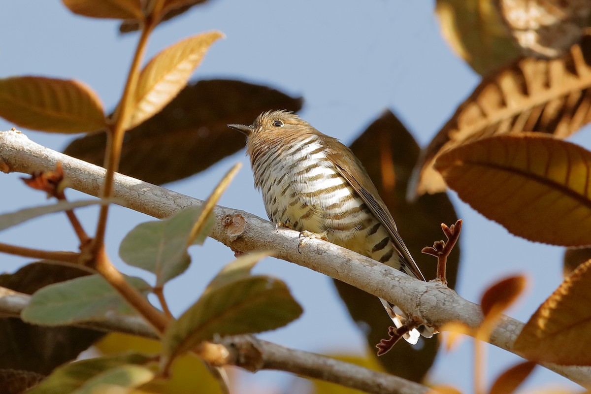 Rufous-throated Bronze-Cuckoo - ML204247011