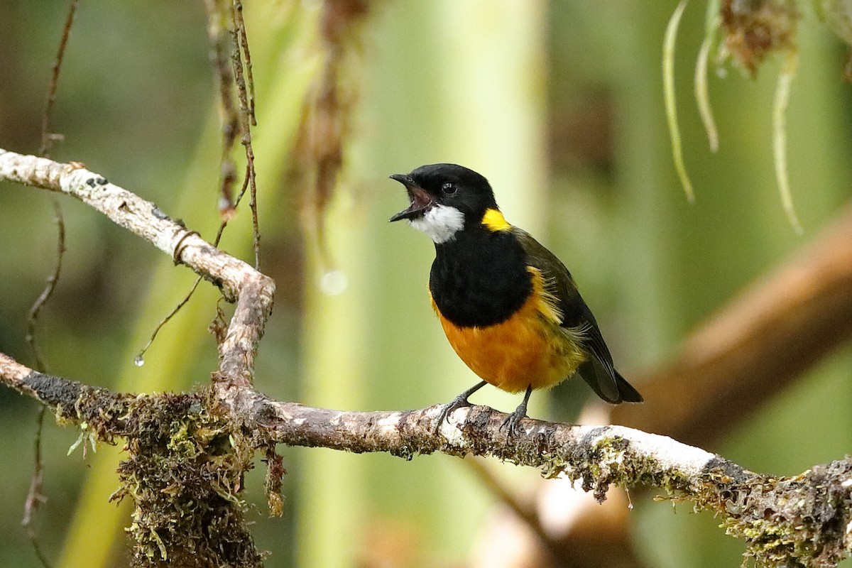 Regent Whistler - Holger Teichmann