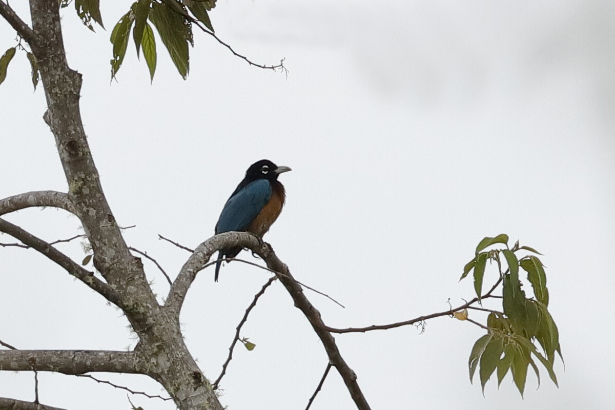 Blue Bird-of-Paradise - ML204247171