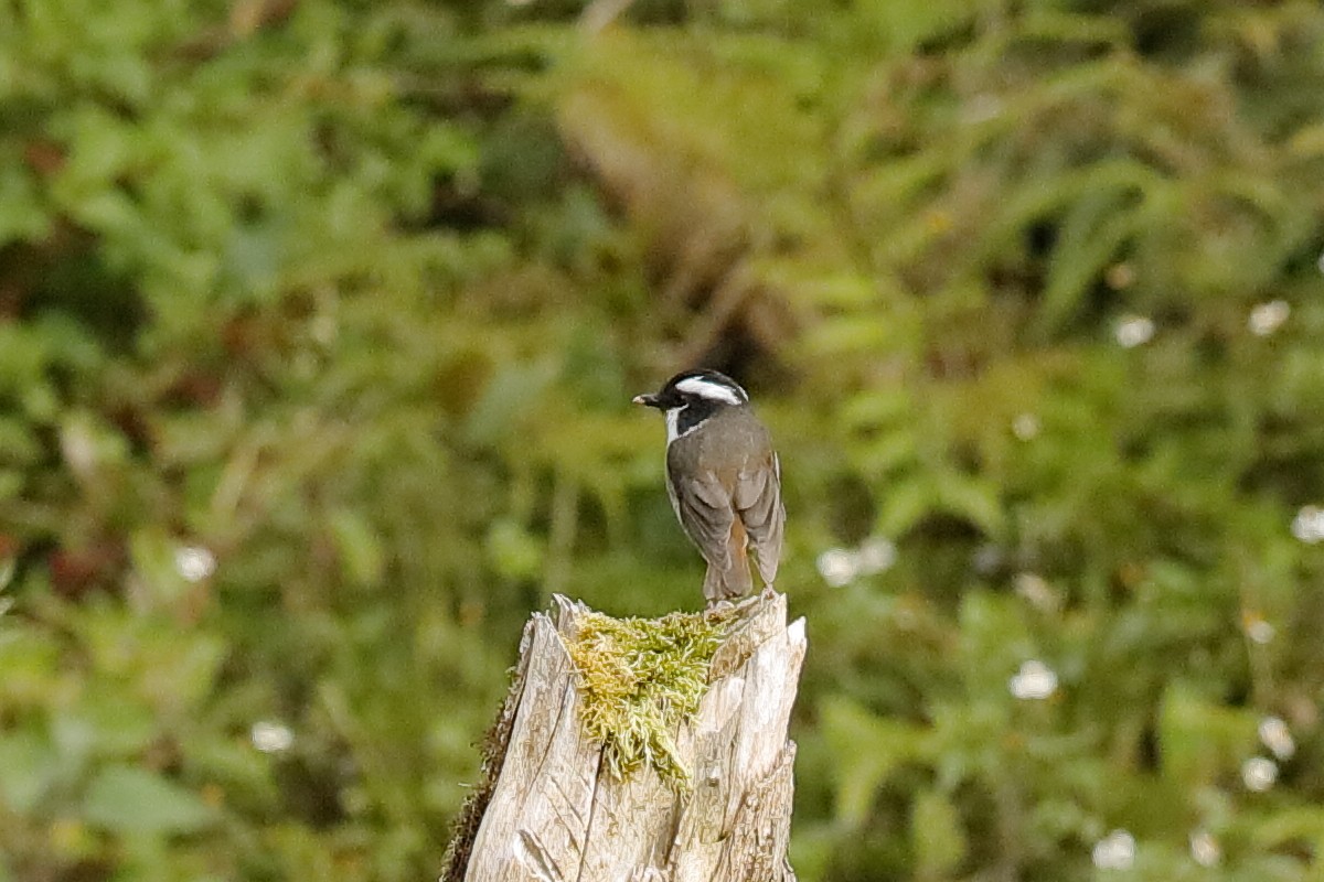 Black-capped Robin - ML204247191