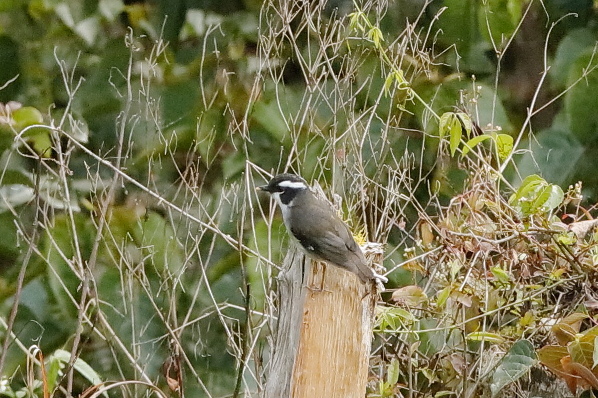 Black-capped Robin - ML204247201