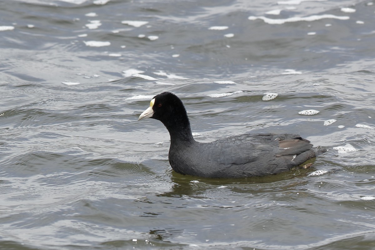 Slate-colored Coot - Holger Teichmann